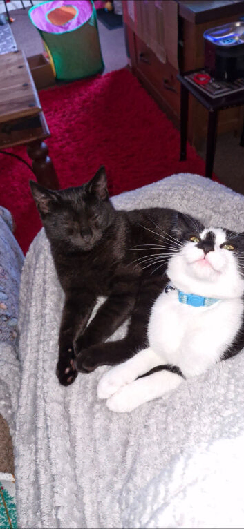 Two bonded male cats