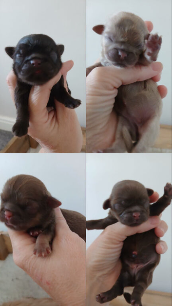 KC REG CHOC AND LILAC BABIES