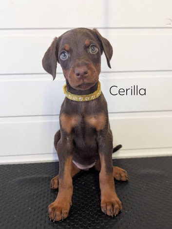 European doberman puppies