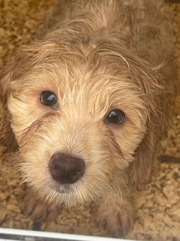 Stunning cockapoo pups