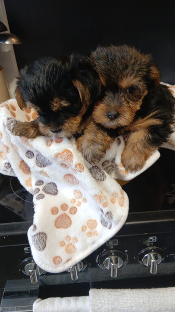 YORKSHIRE TERRIER PUPPIES BOYS READY NOW.