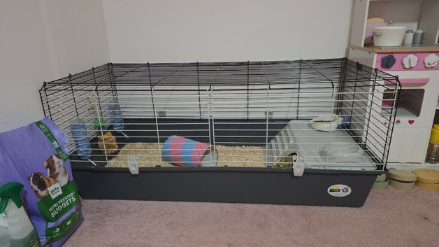 REDUCED X2 guinea pig brothers