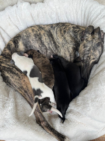 Beautiful KC Registered Whippet Puppies