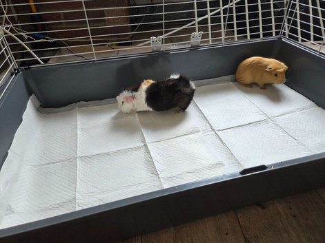 2 Bonded Guinea Pigs Looking for a New Home