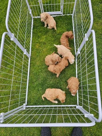 Beautiful Cavapoo Puppies Waiting for Their New Family
