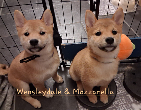 *2 LEFT* KC shiba girl puppies - Mozzarella & Wensleydale