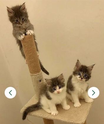 Main coone kittens