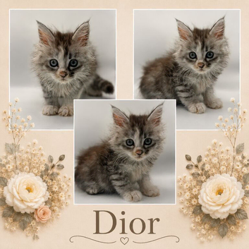 Maine coon kittens for sale
