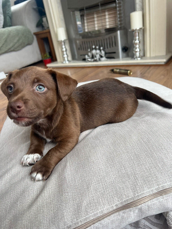 INTRODUCING OUR ADORABLE COCO JACKS