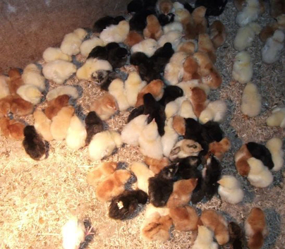 Incubation Service For Chicks, Bantams & Quail Eggs In Gloucester