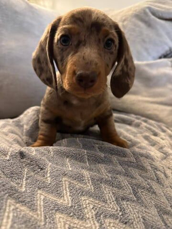 Adorable miniature dachshund puppies
