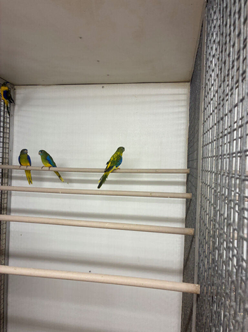 2026 Dark Factor Turquoisines &pound;150pr