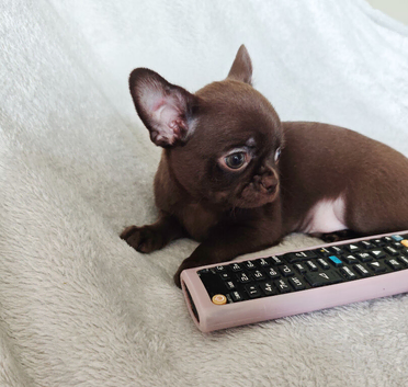 4, Tiny Stunningly Beautiful Chihuahua Boys