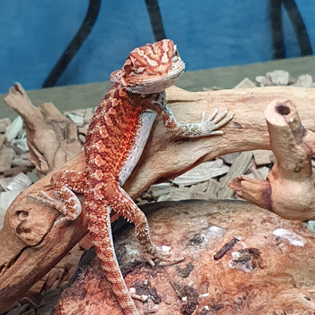 Baby bearded dragons for sale in southeast London SE7