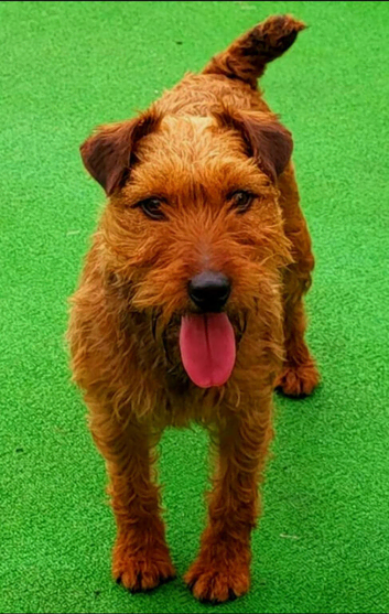 Lakeland terrier