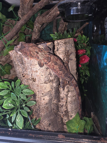Cb25 chahoua gecko
