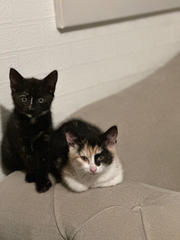 Girl Kitten 3 month Old