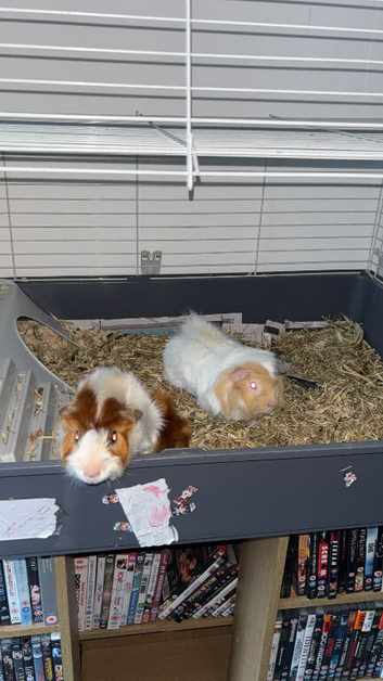2 beautiful male guinea pigs