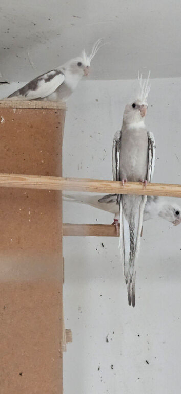 Cockatiels