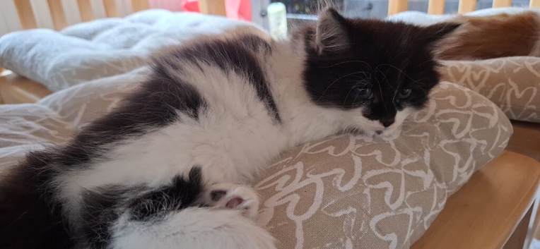 Female kitten for sale