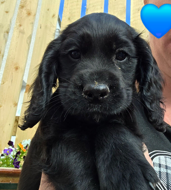 KC Registered Cocker spaniel pups