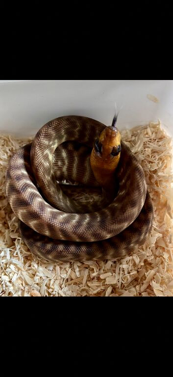Female Australian Woma python CB23
