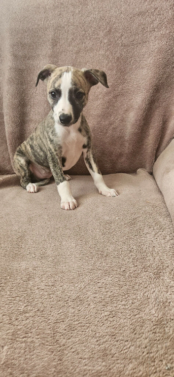 KC Health and Heart tested whippets
