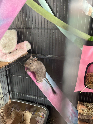 Two female Degus for sale with full set up