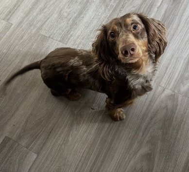 KC Isabella dapple dachshund for stud