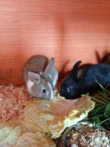 Beautiful tiny Dutch/Lionhead babies