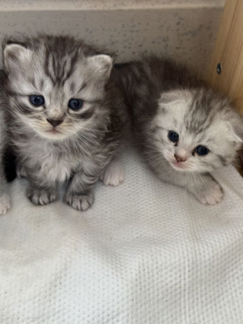 STUNNING CHINCHILLA SCOTTISH FOLD & SCOTTISH STRAIGHT KITTENS