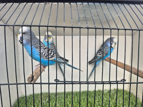 Male budgies available