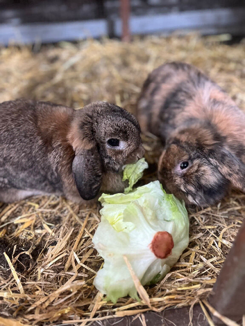 EXPECTING baby mini lops