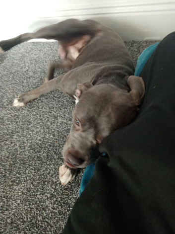 Staff cross French bulldog