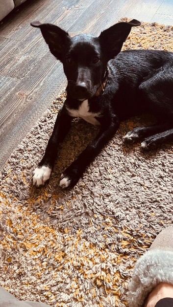 7month old male collie mix needing rehomed