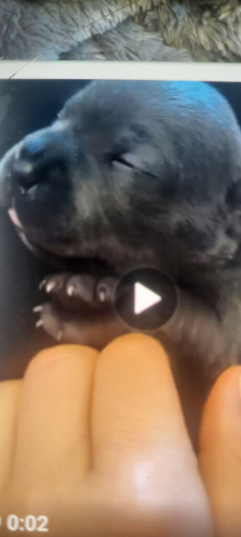 Lilac blue and black stuff to Bull Terriers puppies