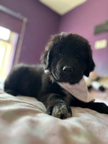 Ready Now &ndash; Newfoundland Bear Hybrids