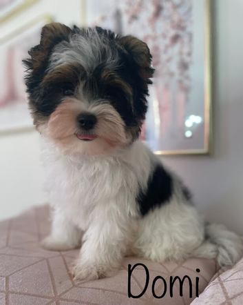 Beautiful small Biewer Yorkshire Terrier Pedigree
