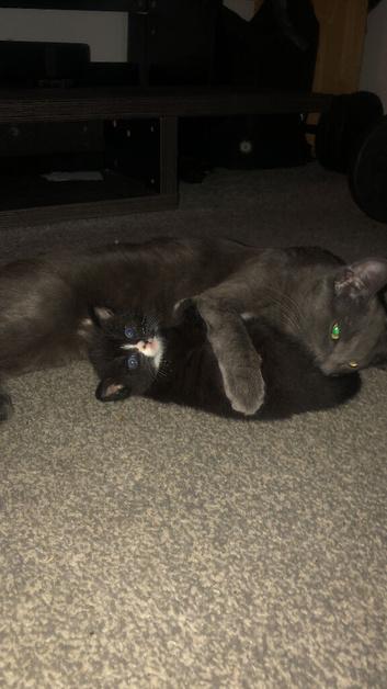 Mother and kitten