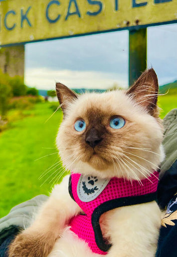 Premium ragdoll tiya