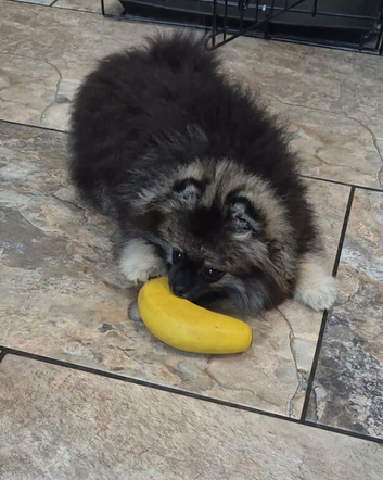 Cute as a button KC reg wolf sable Pomeranian male puppy