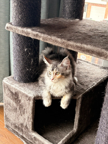 Beautiful Maine Coon Kittens (ROSIE)