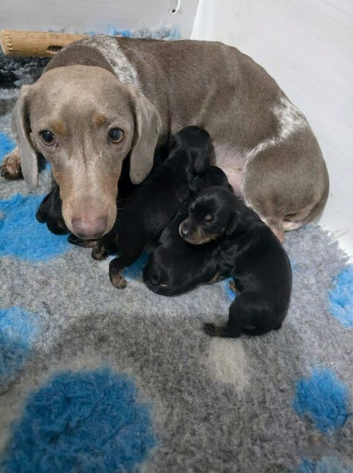 health tested miniture dachshunds