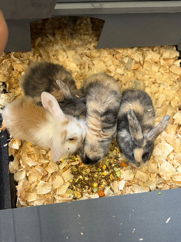 Mini lops