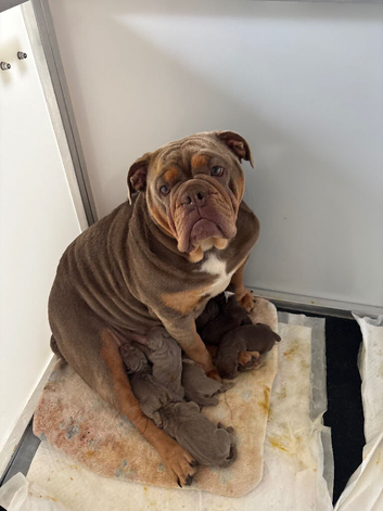 3 stunning female English bulldogs available