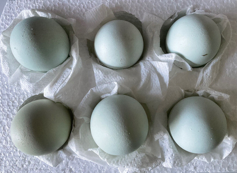 Shetland Chicken Fertile Hatching Eggs