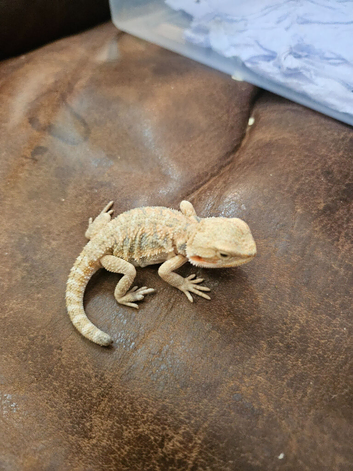 Baby bearded dragon babies and more ( Rescue ) Widnes Read details