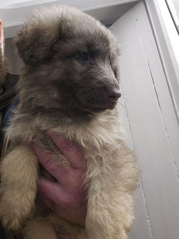 German shepherd puppy's isabellla / stable
