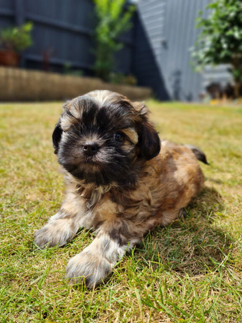 Gorgeous small F1 Malshi puppies (Maltese x Shihtzu)