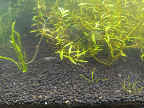 Santa Maria X Endlers guppy young